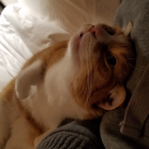 My Cats 𓃠🧡🧡𓃠 - Picture 6 of 16